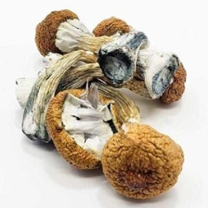 Blue Meanies Mushrooms